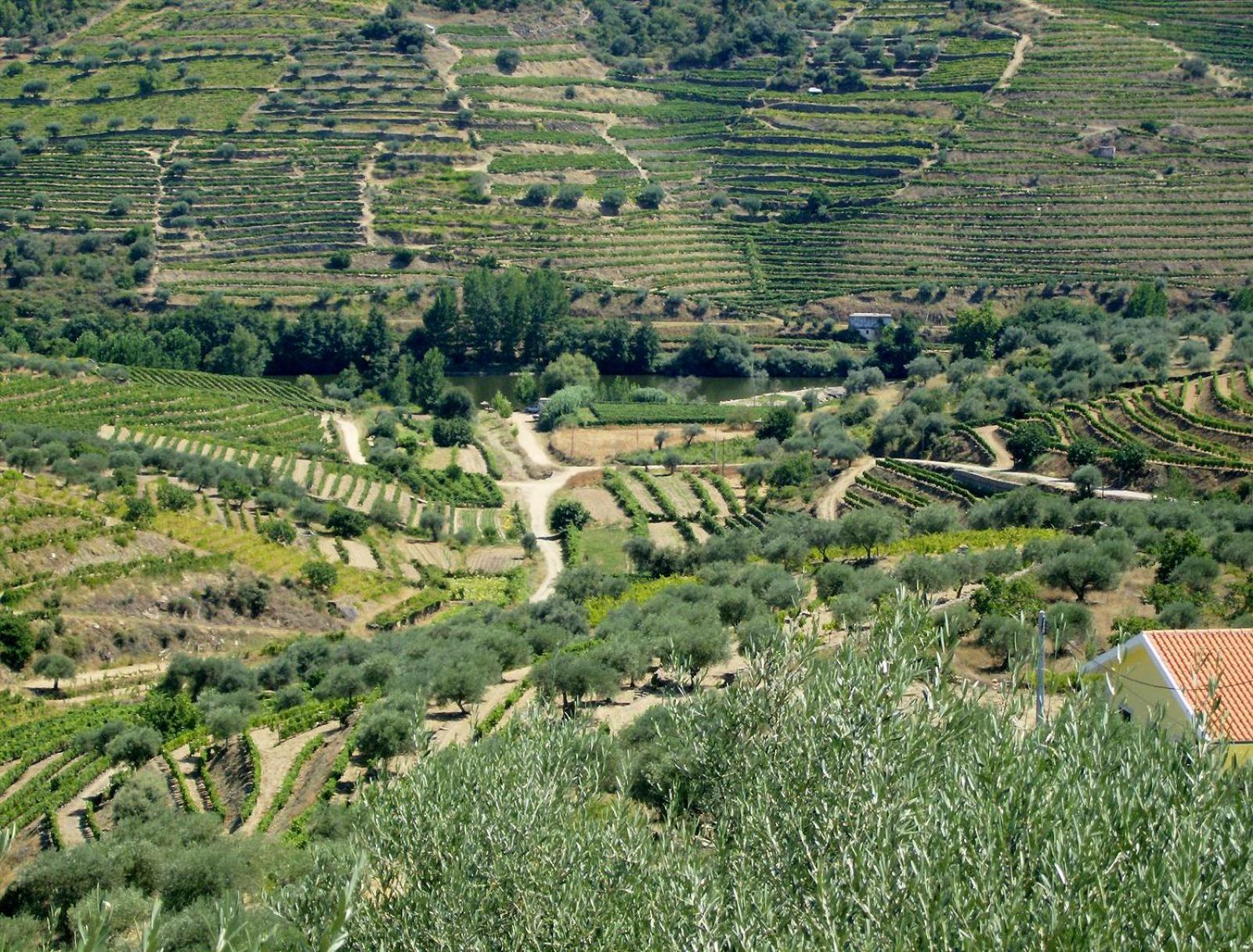 Casa Oliveiras Do Douro Villa Sobreira Eksteriør billede