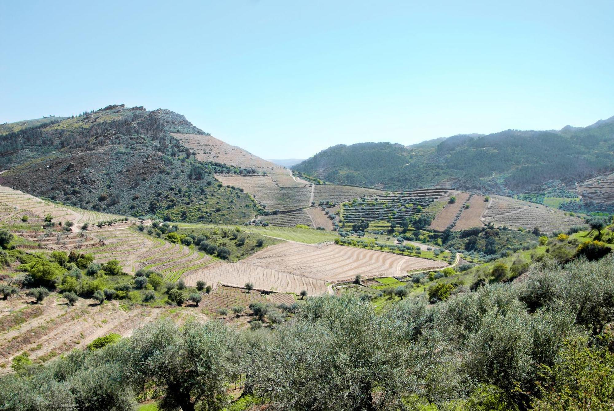 Casa Oliveiras Do Douro Villa Sobreira Eksteriør billede