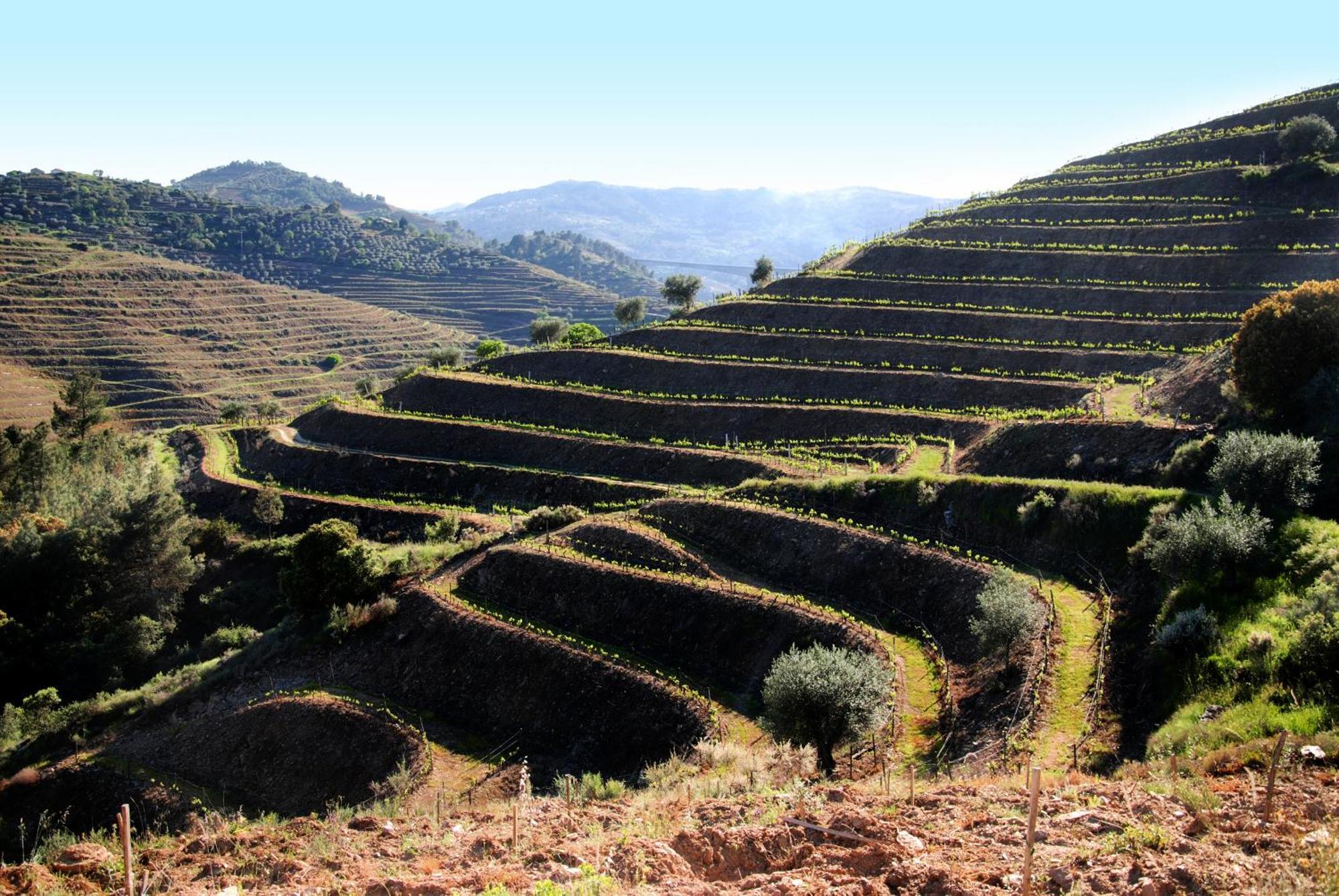 Casa Oliveiras Do Douro Villa Sobreira Eksteriør billede