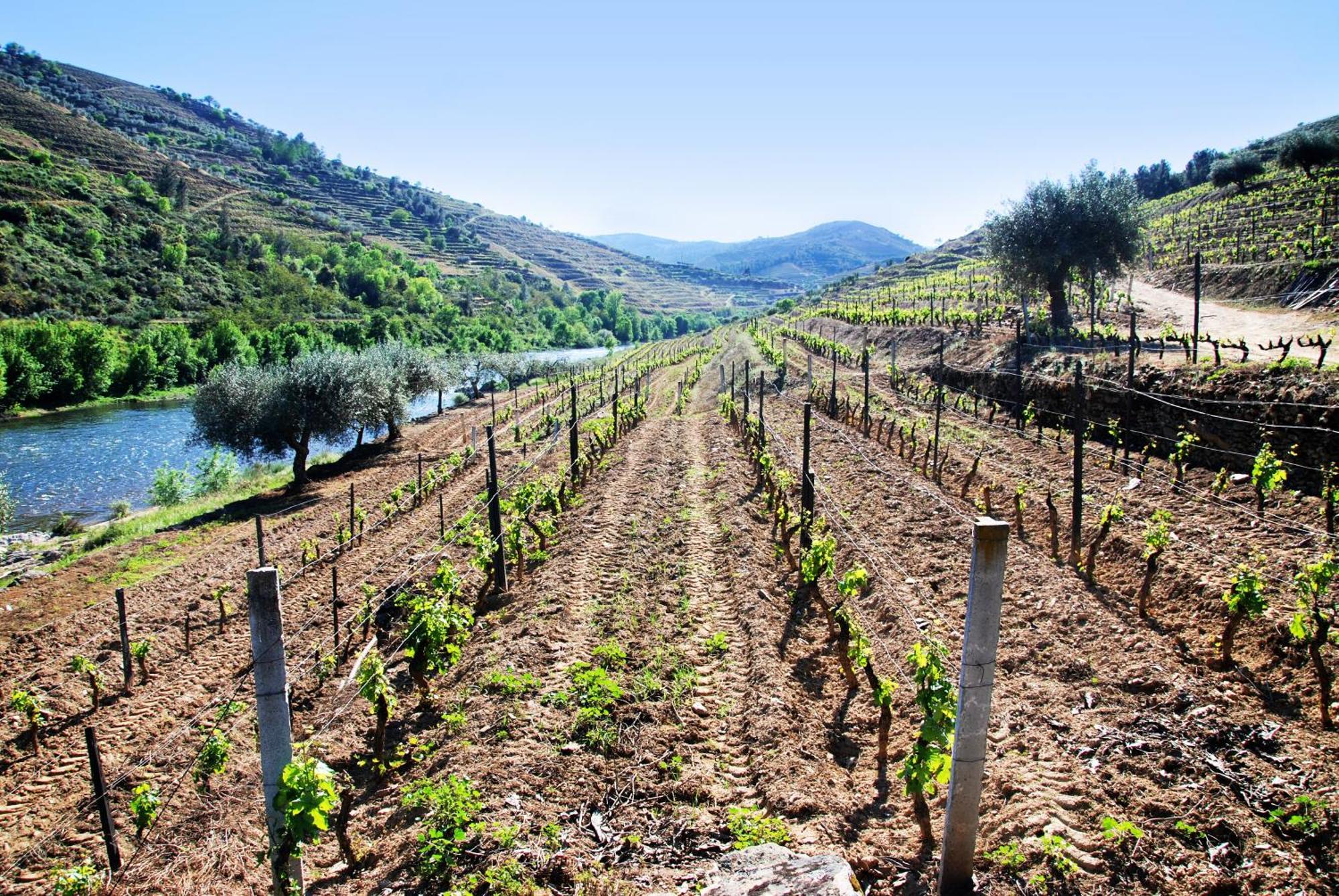 Casa Oliveiras Do Douro Villa Sobreira Eksteriør billede