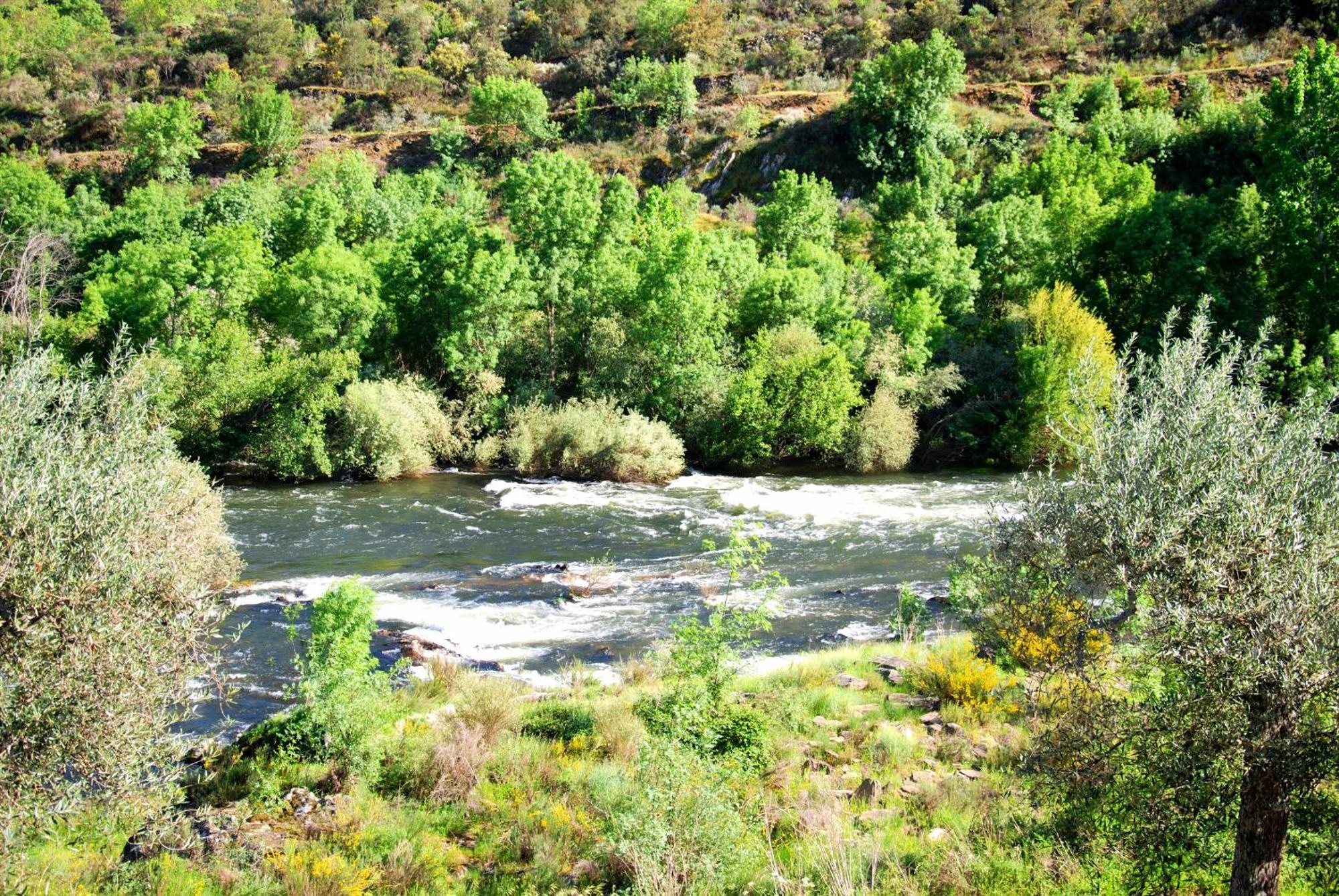 Casa Oliveiras Do Douro Villa Sobreira Eksteriør billede