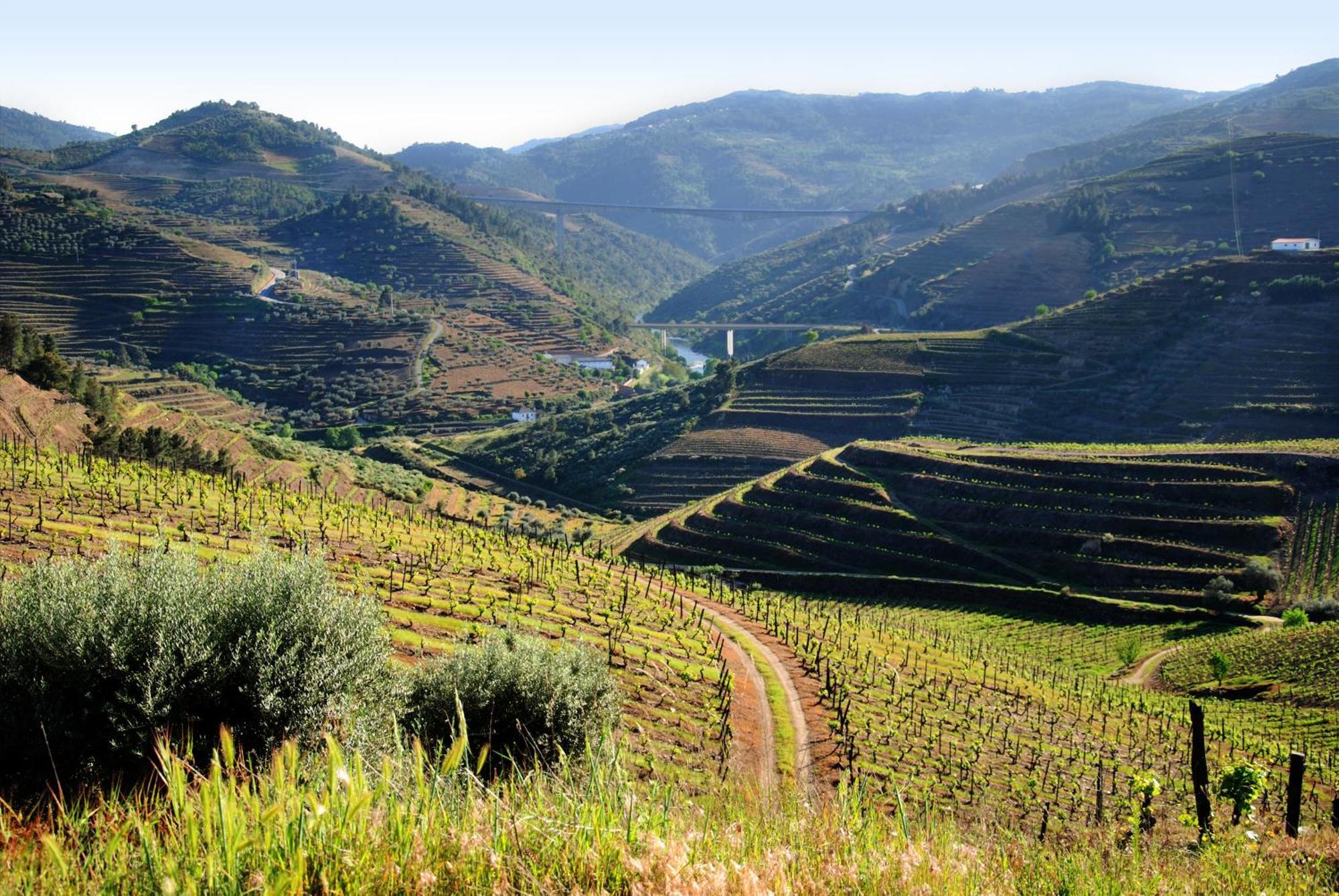 Casa Oliveiras Do Douro Villa Sobreira Eksteriør billede