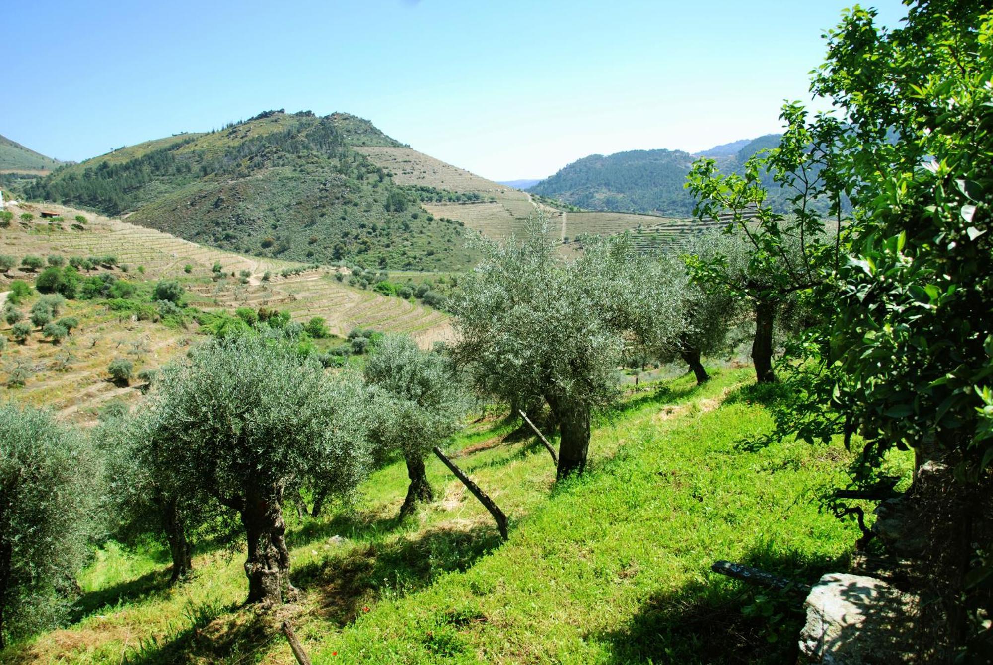 Casa Oliveiras Do Douro Villa Sobreira Eksteriør billede